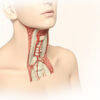 Substance blanche médullaire : anatomie, fonctions et pathologies