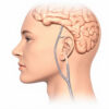 Substance grise périaqueducale : anatomie, fonctions et implications cliniques