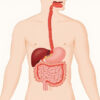 Syndrome de Mallory-Weiss : causes, symptômes, diagnostic et traitement