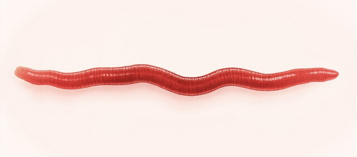 Taenia saginata : tout savoir sur le ténia du bœuf