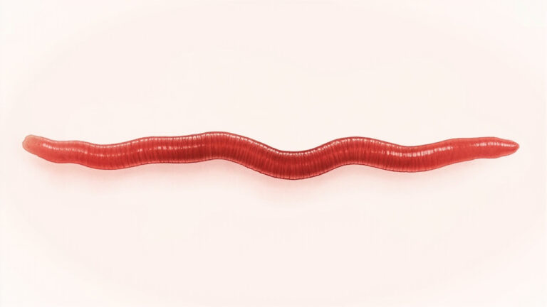 Taenia saginata : tout savoir sur le ténia du bœuf