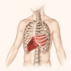 Tête de la côte : anatomie, fonction et pathologies associées
