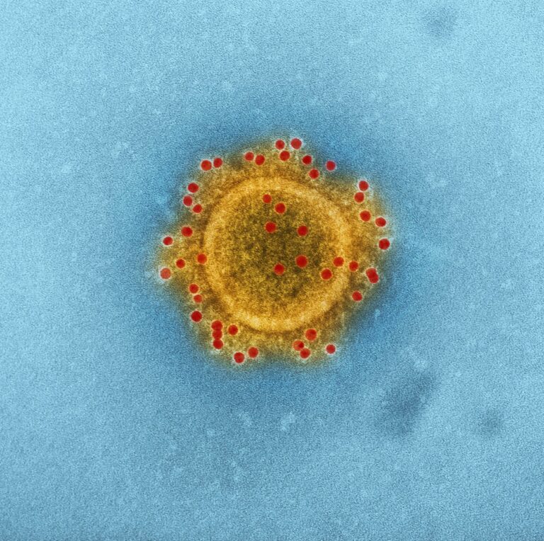 Togavirus : comprendre cette famille de virus et les maladies qu&rsquo;elle provoque