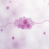 Toxine B de Clostridium difficile : tout comprendre sur ce facteur de virulence majeur