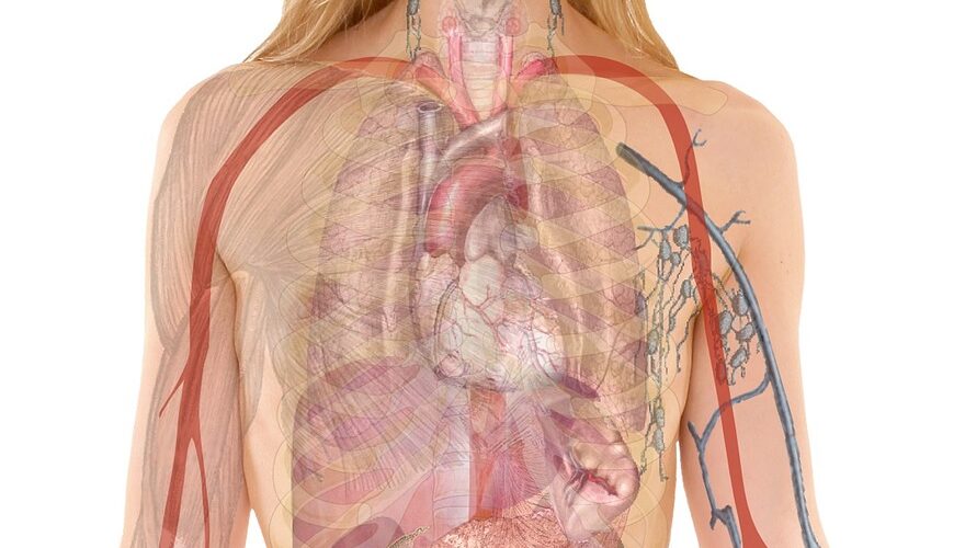 Trachéomalacie : causes, symptômes, diagnostic et traitements