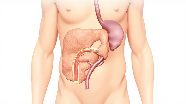 Veine pancréaticoduodénale : anatomie, fonction et pathologies associées