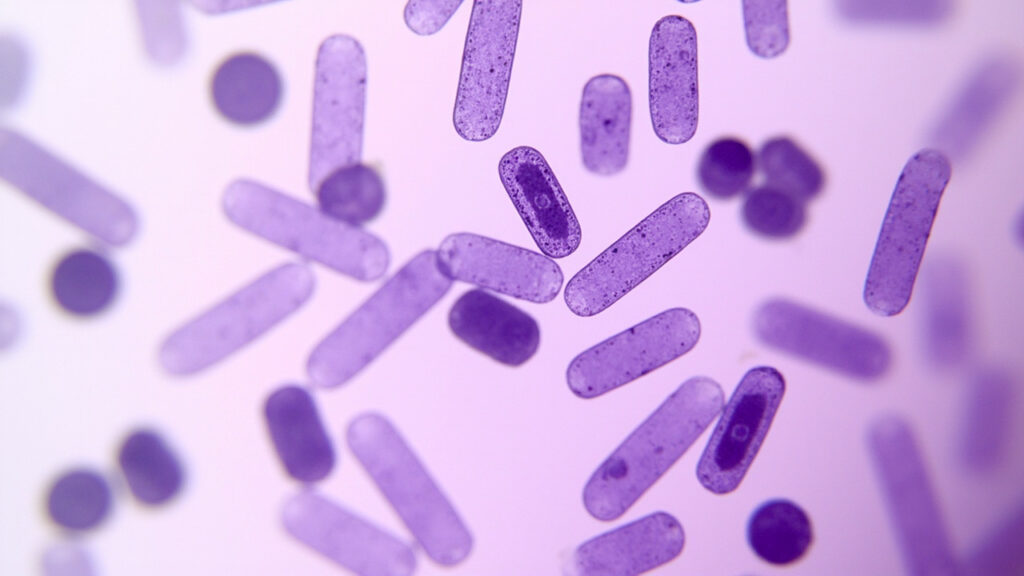 Virgibacillus : caractéristiques, écologie et applications de cette bactérie halophile : vue générale