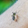 Virus de la Dengue : Symptômes, Diagnostic, Traitement et Prévention
