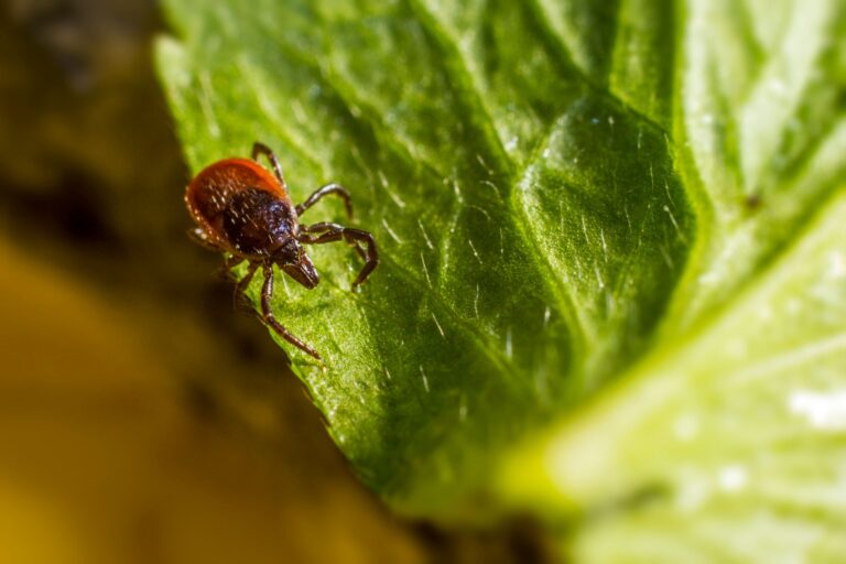 Virus de la fièvre hémorragique de Crimée-Congo : tout comprendre sur cette zoonose mortelle