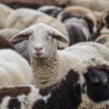 Virus de la langue bleue : tout savoir sur cette maladie animale