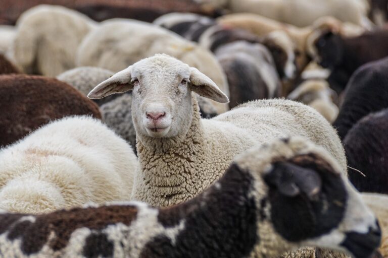 Virus de la langue bleue : tout savoir sur cette maladie animale