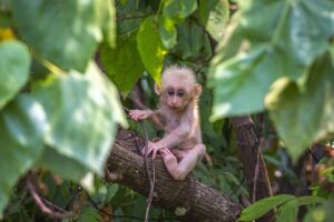 Virus Mayaro : symptômes, transmission et prévention de cette fièvre tropicale