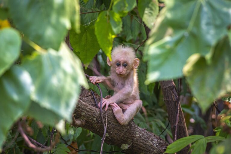 Virus Mayaro : symptômes, transmission et prévention de cette fièvre tropicale
