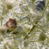 Virus Sin Nombre : tout comprendre sur ce hantavirus responsable du syndrome pulmonaire