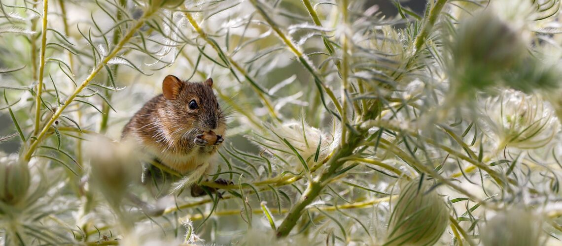 Virus Sin Nombre : tout comprendre sur ce hantavirus responsable du syndrome pulmonaire