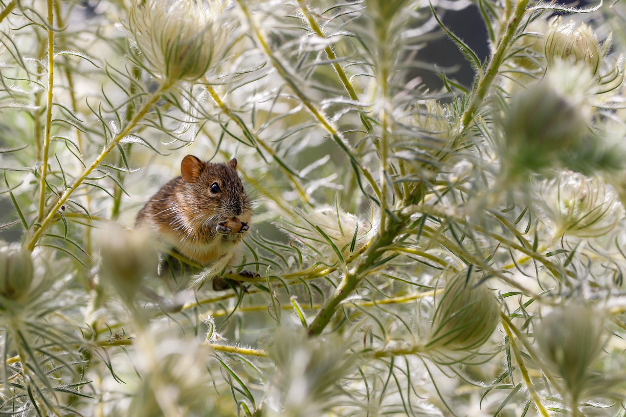 Virus Sin Nombre : tout comprendre sur ce hantavirus responsable du syndrome pulmonaire