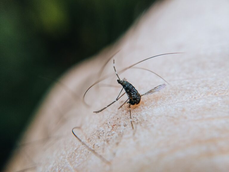 Virus West Nile : symptômes, transmission, traitement et prévention