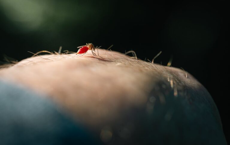 Virus Zika de lignée asiatique : tout comprendre sur cette souche responsable des grandes épidémies