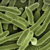 Wolinella : tout savoir sur cette bactérie anaérobie
