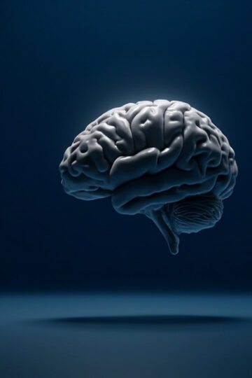 Le Gyrus Temporal Supérieur : Anatomie, Fonctions et Pathologies