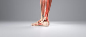 Le long extenseur de l'hallux : anatomie, fonction et pathologies