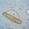 Très gros plan d'une spore et de structures cellulaires observées au microscope, soulignant des détails biologiques complexes.
