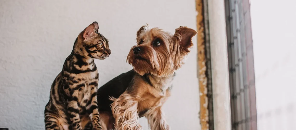 Un chat Bengal et un Yorkshire Terrier assis ensemble sur une étagère près d'une fenêtre, illustrant la complicité entre animaux.
