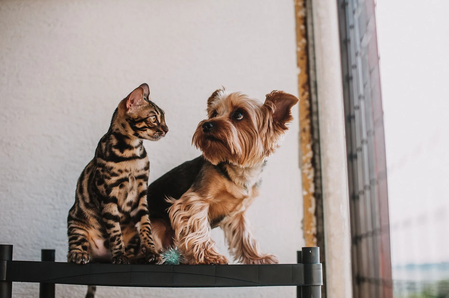 Allergie aux poils d’animaux : causes et solutions