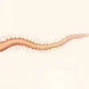 Angiostrongylus cantonensis : le ver du poumon du rat, cause principale de la méningite à éosinophiles