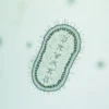 Balantidium coli : comprendre ce parasite intestinal méconnu