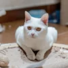 Chat blanc serein aux yeux ambrés reposant sur un griffoir à l'intérieur, alliant calme et élégance.