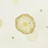 Blastomyces dermatitidis : comprendre cette infection fongique rare