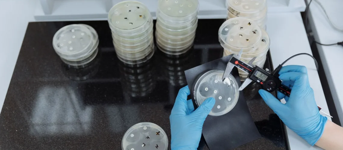 Scientifique mesurant la croissance bactérienne dans des boîtes de Petri en conditions stériles