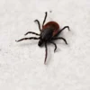 Borrelia burgdorferi : la bactérie responsable de la maladie de Lyme
