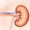 Cancer du rein : causes, symptômes, diagnostic et traitements
