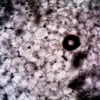 Image microscopique montrant la structure et la texture complexes des cellules végétales.