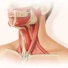 Constricteur moyen du pharynx : anatomie, fonction et pathologies
