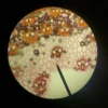 Vue microscopique complexe de cellules végétales montrant des motifs et structures vibrants à travers une lentille de microscope