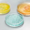 Gros plan de boîtes de Petri colorées utilisées dans un laboratoire pour des expériences scientifiques.