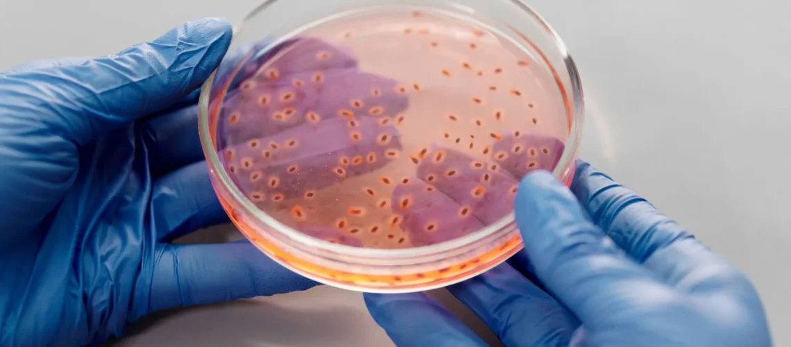 Gros plan de mains gantées tenant une boîte de Petri avec culture bactérienne en laboratoire.