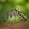Fièvre jaune : tout comprendre sur cette maladie virale tropicale