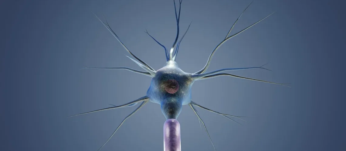 Grandes lèvres : anatomie, fonction et hygiène