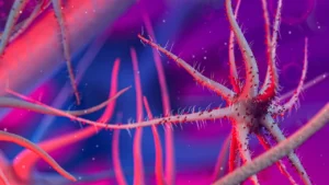 Grippe B Yamagata : tout savoir sur ce lignage viral