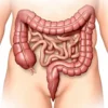 Haustrations : anatomie, fonction et signification clinique