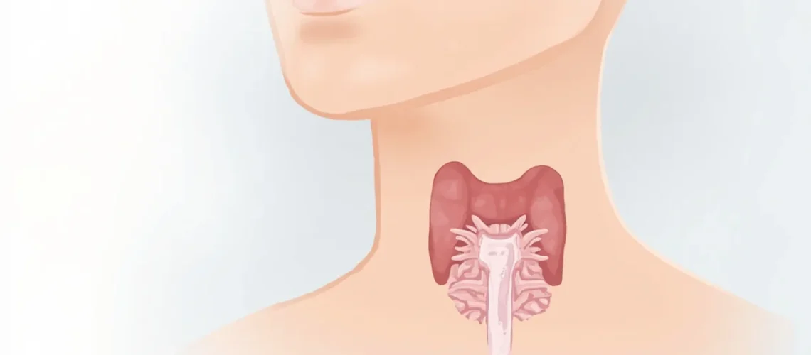 Iode et thyroïde : comprendre le rôle, les besoins et le traitement