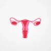 Illustration graphique minimaliste de l'appareil reproducteur féminin en nuances de rose sur fond blanc.