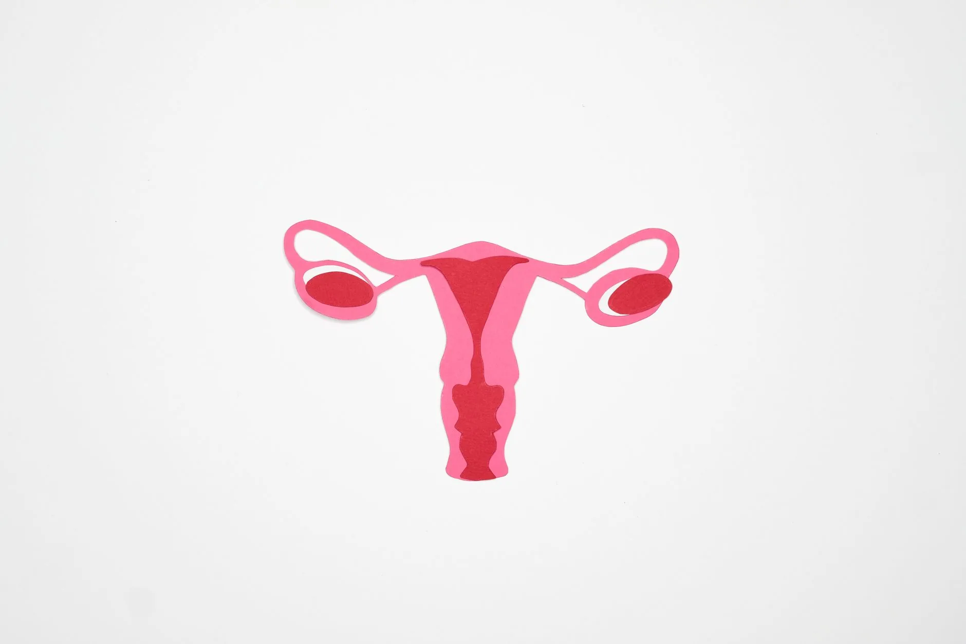 La trompe de Fallope : anatomie, fonctions et pathologies