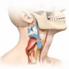 L'Axis : Anatomie, Fonctions et Pathologies de la Deuxième Vertèbre Cervicale