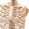 Le cartilage costal : anatomie, fonctions et pathologies