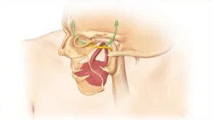 Le ganglion trigéminal : anatomie, fonction et pathologies
